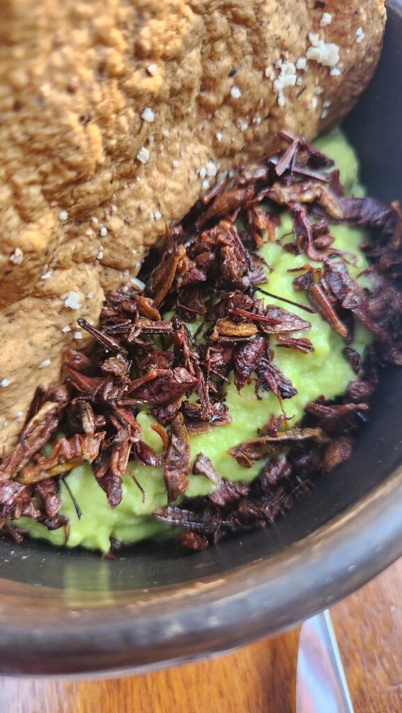 Chapulines prato típico do México